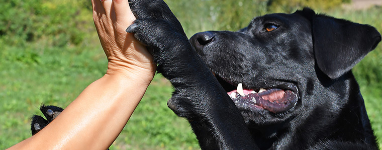 Hundetrainerausbildung, Hund, Verhaltenstherapie, Aggressionsverhalten